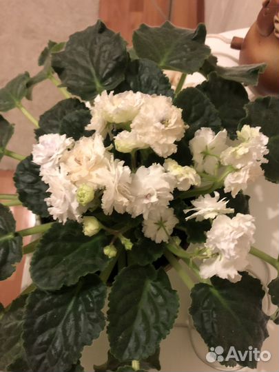 Обменяю взрослые цветущие фиалки