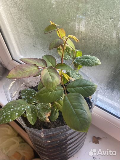 Собственно-корневая роза WOW