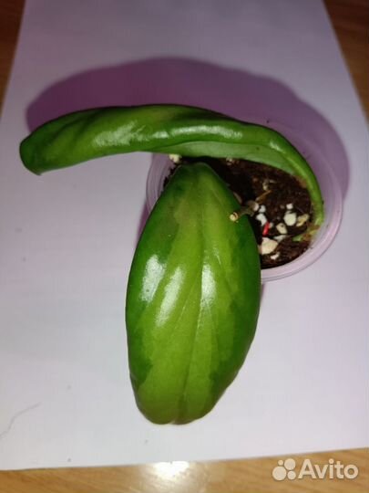 Хойи сортовые. Обновлено 29.09