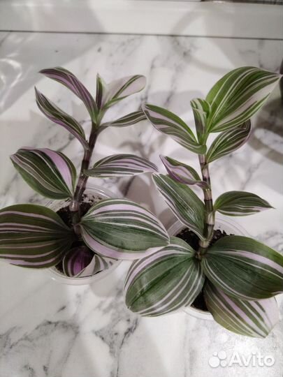 Традесканция