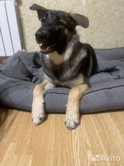 Метис, восточноевропейской овчарки