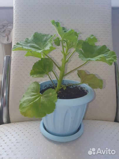 Пеларгония тюльпановидная