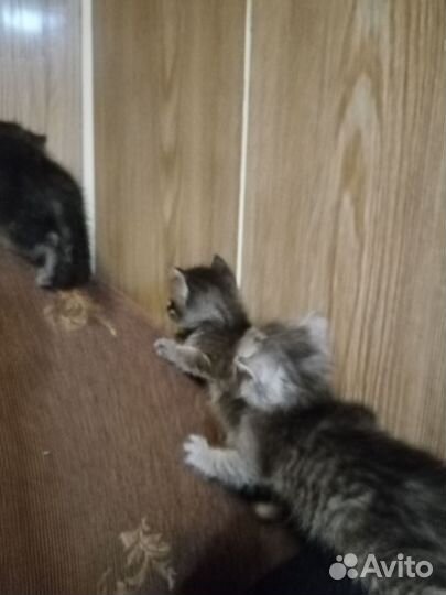 Котята в добрые руки, девочки, кушают все