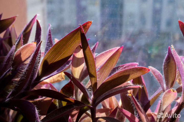 Комнатные растения#2