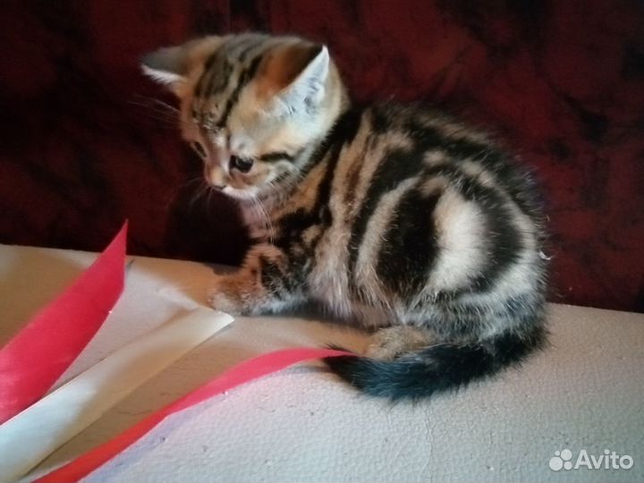 Шотландские котята