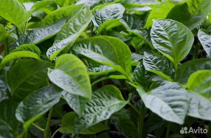 Рассада помидор и перцев, овощи, Петуния, огурцы