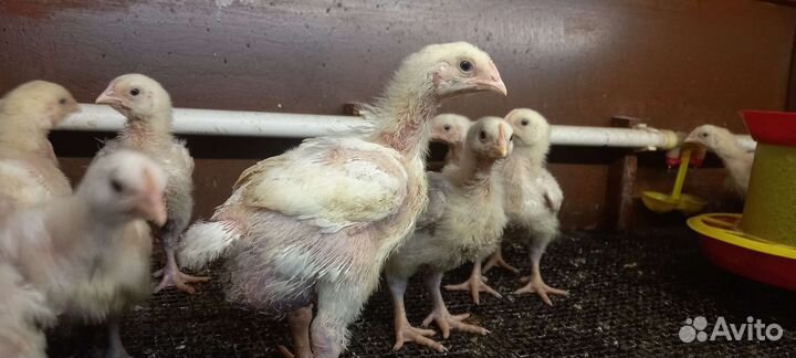 Подрощенный броль