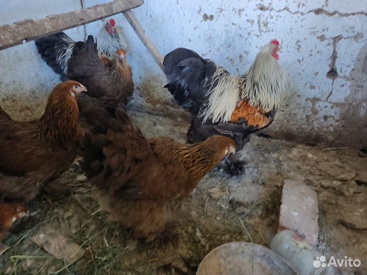 Куры брамафазаны,Петухи