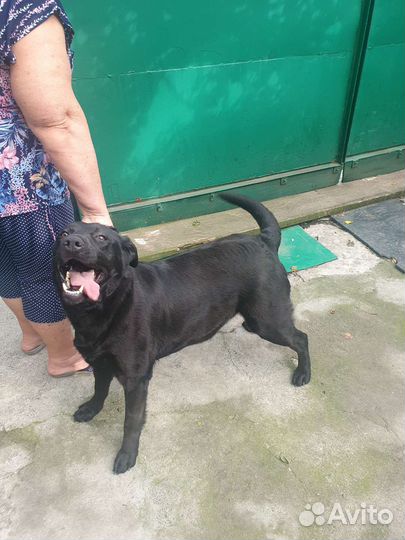 Собака в добрые руки отдам бесплатно