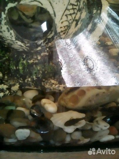 Рыбы-сомики