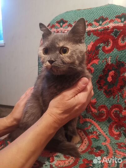 Британская