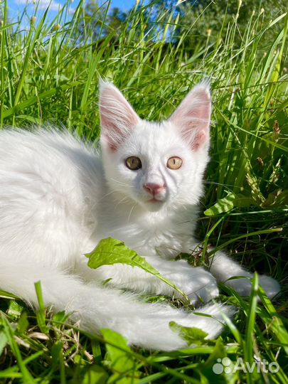 Котята мейн-кун белый