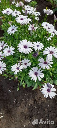 Рассада цветов