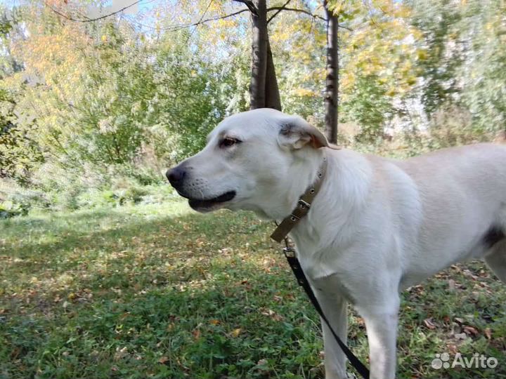 Метис овчарки и ретривера