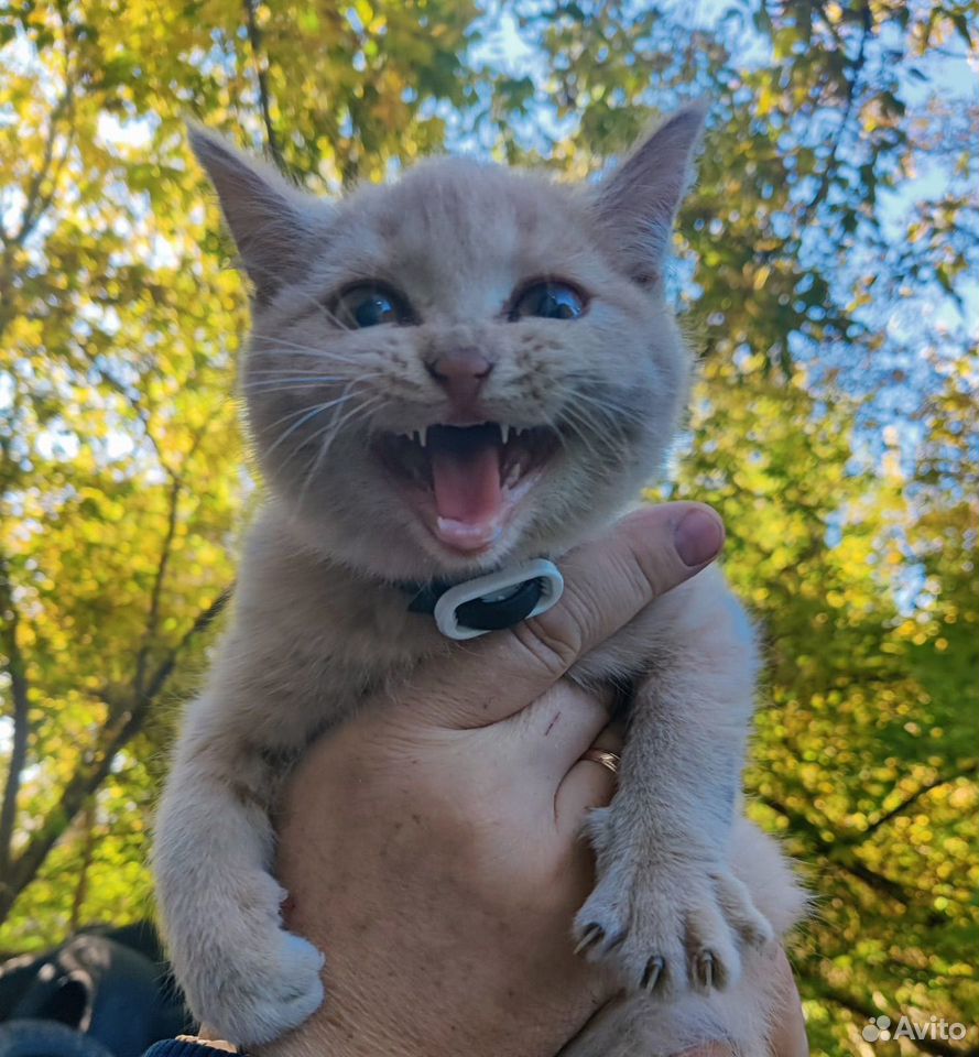 Котёнок в добрые руки, Липецк