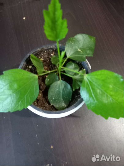 Гибискус махровый