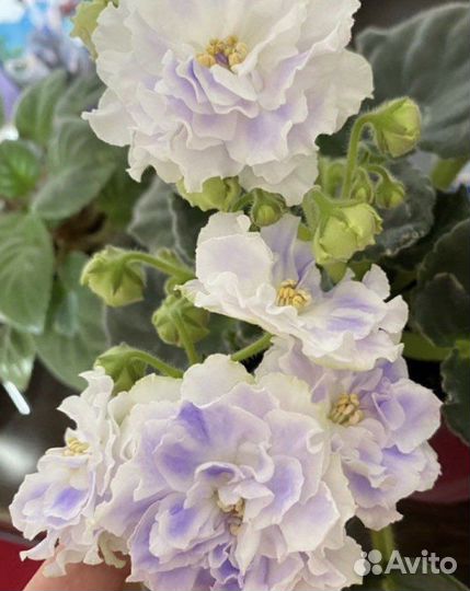 Фиалка рс Аквамарин