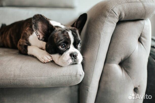 Домашняя передержка собак и кошек, присмотр 24/7