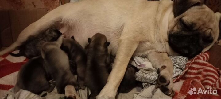 Щенки мопса мальчики и девочки