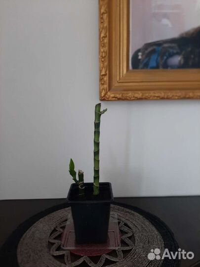 Бамбуковая пальма / пальма драцена