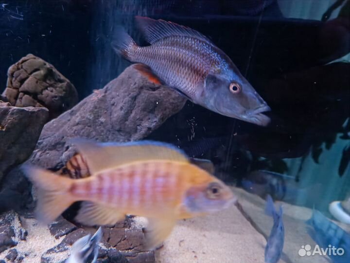 Димидиохромис компресицепс