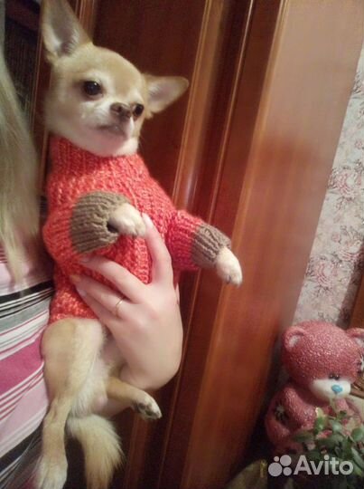 Вязка Кобель Чихуахуа