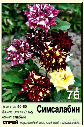 Саженцы роз 2- летки зкс оптом и розница