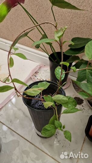 Лимонник китайский саженецы