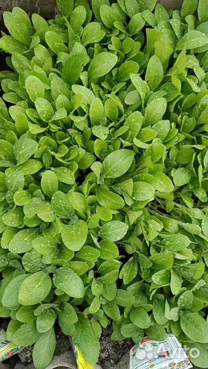 Рассада душистого табака Вирджиния