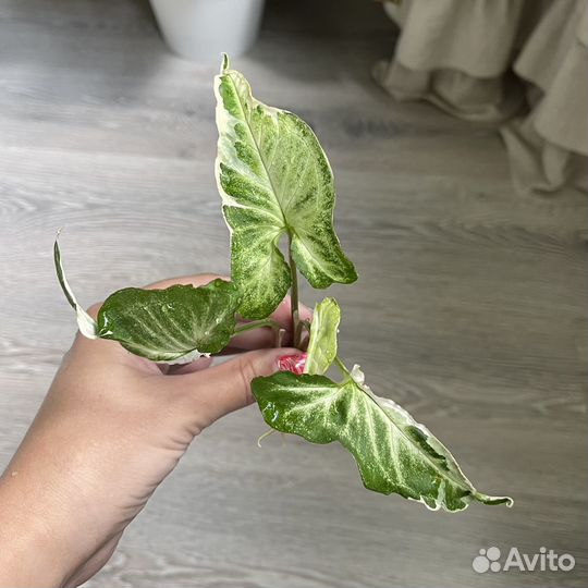 Сингониум старлайт