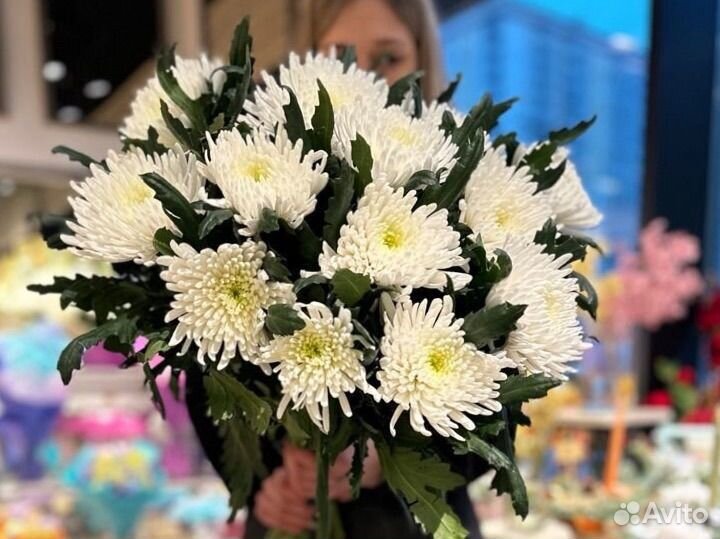 Хризантема одноголовая