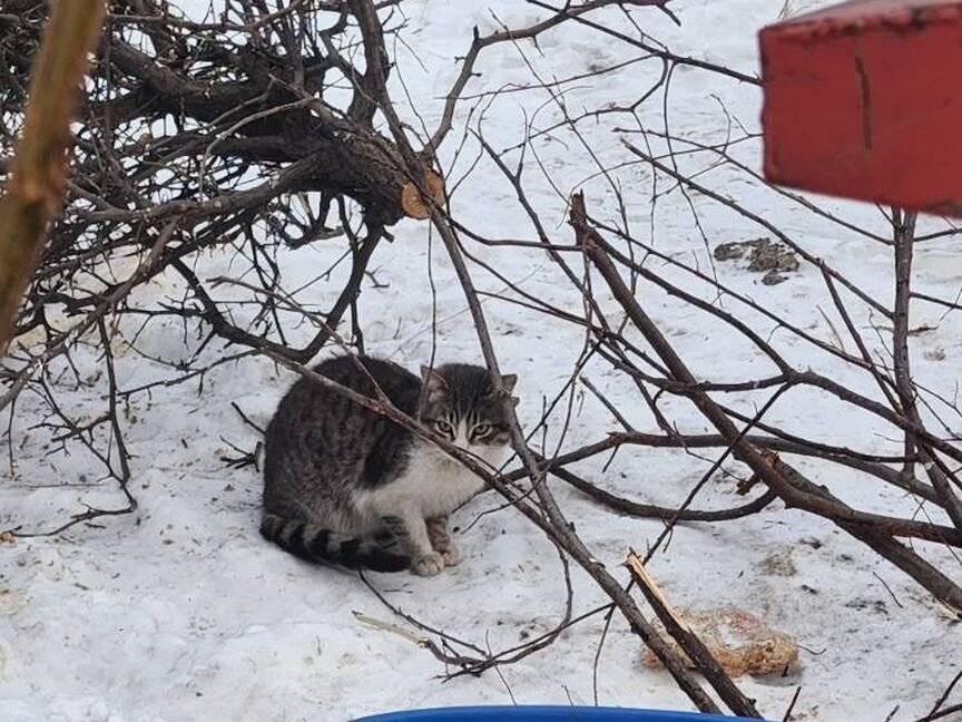 Выбросили домашнего кота