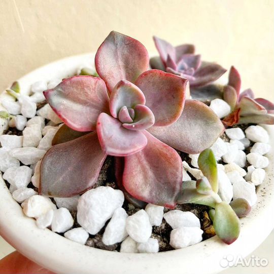 Суккуленты