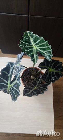 Алоказия Полли