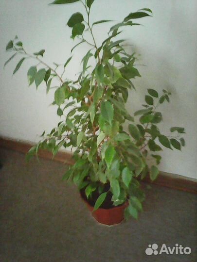 Фикус Бенжамина, отростки фикуса бенджамина