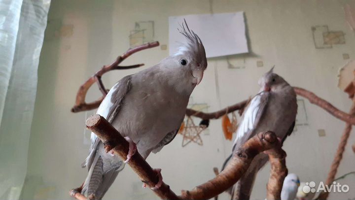 Птенцы попугая корелла