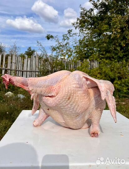 Индюки на мясо