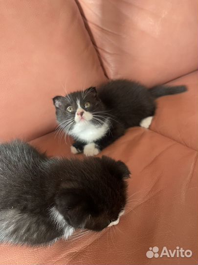 Котята от шотландской вислоухой кошки
