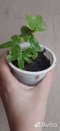 Плющ пестролистный, хедера хеликс