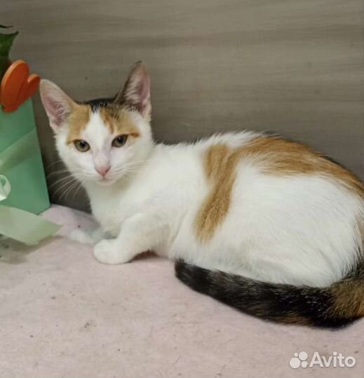 Кошки молодые ласковые