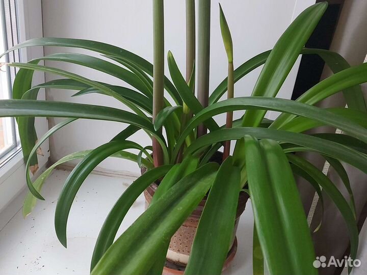 Гиппиаструм. Цветущая звезда