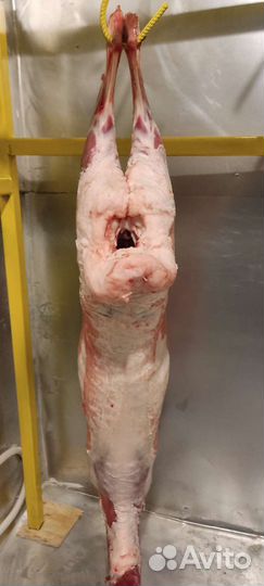 Продам мясо баранины, лошадей