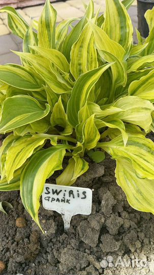 Хоста коллекционная Swirls