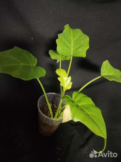 Филодендрон Ксанаду голд