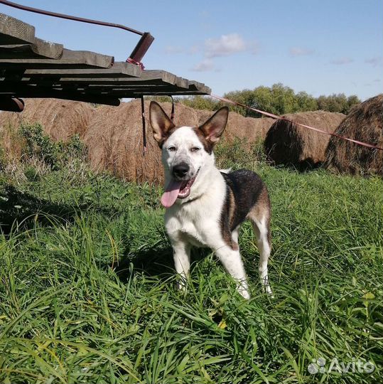 Собака в добрые руки отдам бесплатно