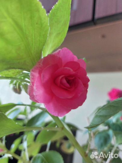 Бальзамин махровая