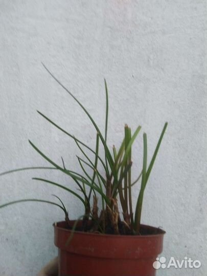 Зефирантес (выскочка)