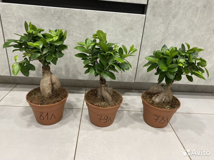 Фикус микрокарпа гинсенг