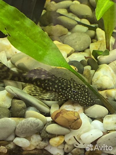 Аквариумные рыбки и растения(или обмен)
