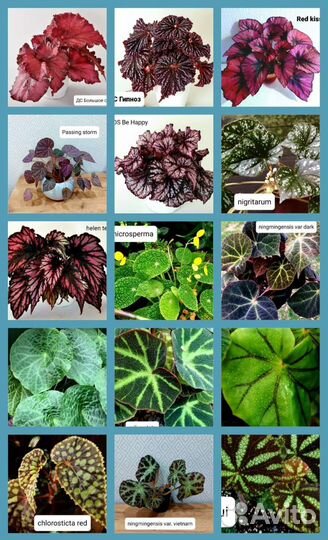 Бегонии почтой 200 сортов декоративнолиственные